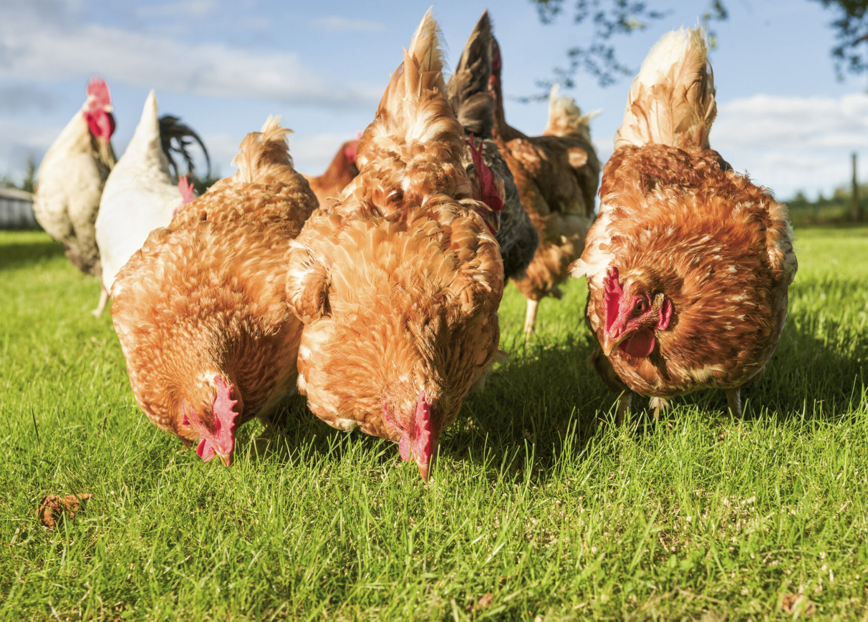 Hens Feeding